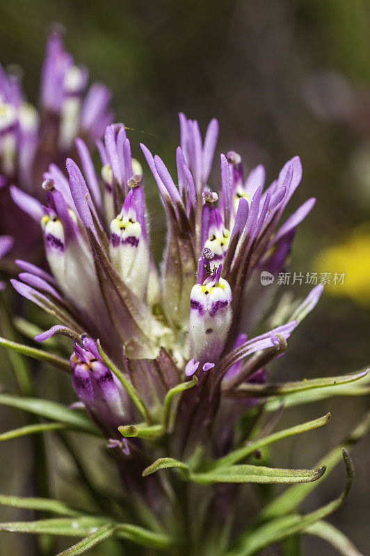 猫头鹰苜蓿，卡斯蒂列亚densiflora，托莱湖地区公园，索诺玛县，加州。Castilleja densiflora是一种印度画笔，俗称密花印度画笔。